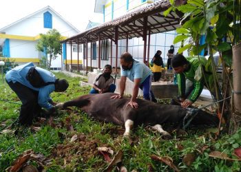 Pemerintah Siapkan Panduan Penyembelihan Hewan Kurban saat PMK