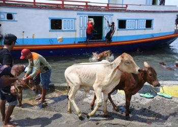 Polairud Pantau Pergerakan Sapi Melalui Dermaga Tikus
