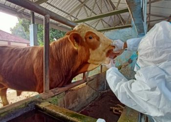 600 Ribu Vaksin PKM Telah Didistribusikan