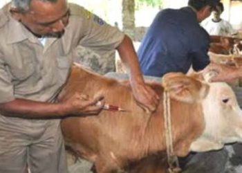 UB Terlibat Pengembangan Vaksin PMK Nasional