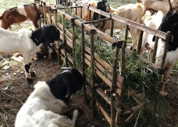 Idul Adha UB Siapkan 3 Sapi dan 60 Kambing