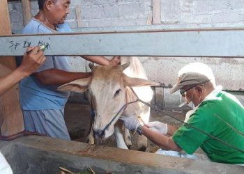 Pemprov Jatim Kembali Kirim Obat untuk Tangani PMK