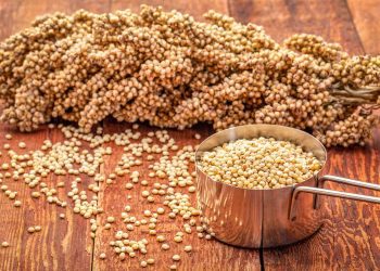 Sorgum Jalan Baru Kemandirian Pangan