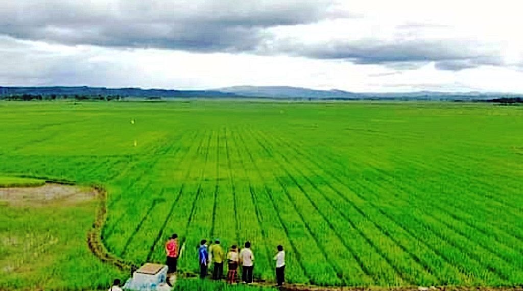 Food Estate Solusi untuk Ketahanan Pangan