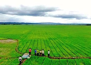 Food Estate Solusi untuk Ketahanan Pangan