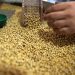 Badan Pangan Nasional Siapkan Kebijakan Harga Kedelai