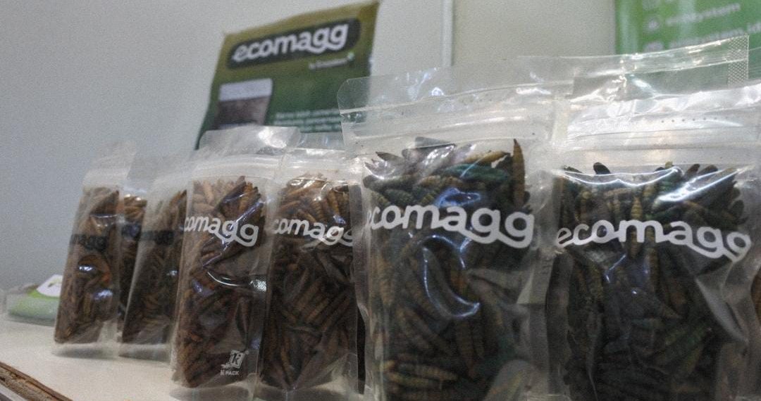 Menilik Ecozystem: Sociopreneurship Ternak Maggot Rintisan Mahasiswa UB