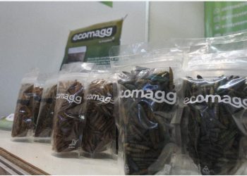 Menilik Ecozystem: Sociopreneurship Ternak Maggot Rintisan Mahasiswa UB