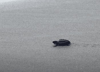 Pelepasan Tukik “Si Anak Penyu” Ke Laut Lepas di Pantai Bajulmati, Malang