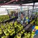 Pertamina Jamin Ketersediaan Elpiji 3 Kilogram Aman