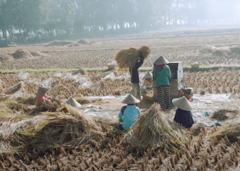 Pemerintah Dongkrak Ketahanan Pangan dengan Padi Super