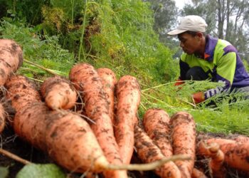 Pakar Pangan UB Sarankan Diversifikasi Pangan Solusi Atasi Krisis