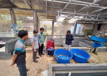 Tim Dosen FPIK UB Dorong Penguatan Budidaya Ikan Lele di Ponpes Bahrul Maghfiroh