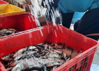 Produksi Perikanan Jawa Timur Tahun 2023 Tertinggi Nasional