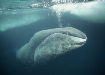 Hewan Laut ini Terancam Punah dan Perlu Konservasi Segera!