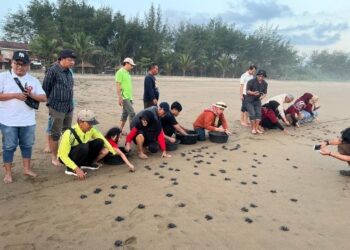 Tim DM UB Sinergi Konservasi Penyu dan Pengembangan Ekowisata