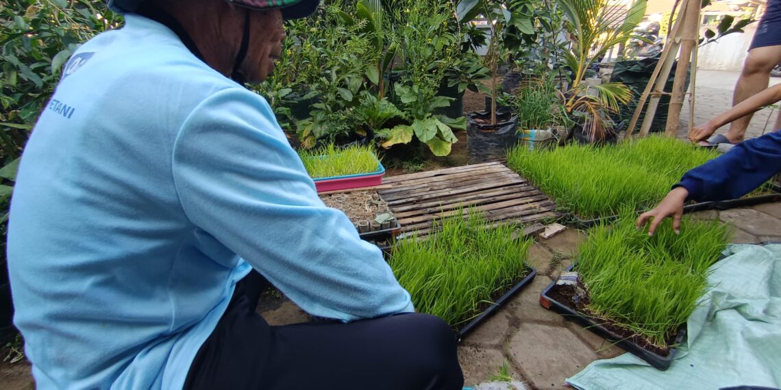 Penyemaian Benih Padi Menjadi Langkah KKN FP Wujudkan Ketahanan Pangan Desa Kromengan