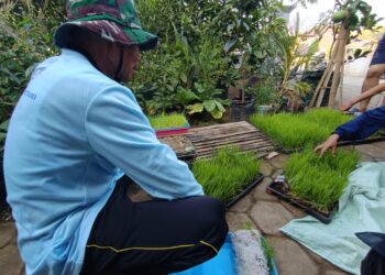 Penyemaian Benih Padi Menjadi Langkah KKN FP Wujudkan Ketahanan Pangan Desa Kromengan