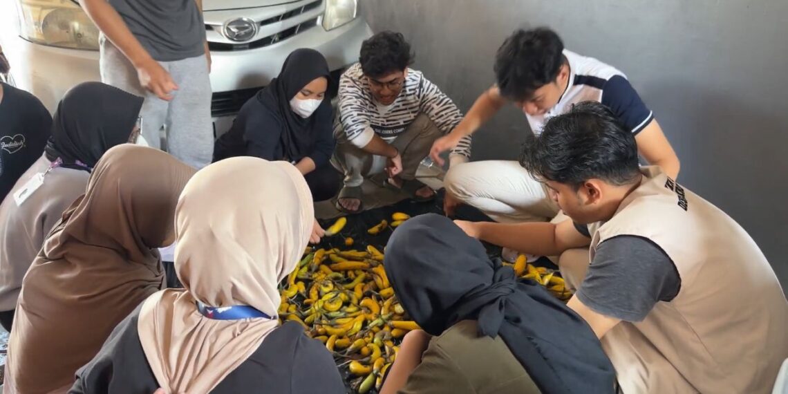 Grading Biji Terong Tim KKN FP UB Tingkatkan Kesehatan dan Kemandirian Pangan Anggota Posyandu Desa Kromegan