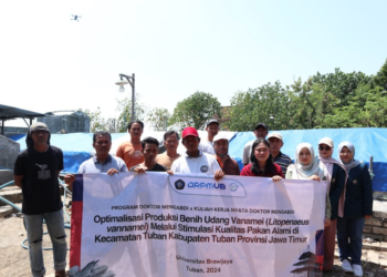 Tim AQUARES UB Genjot Produktivitas Udang Vaname di Tuban