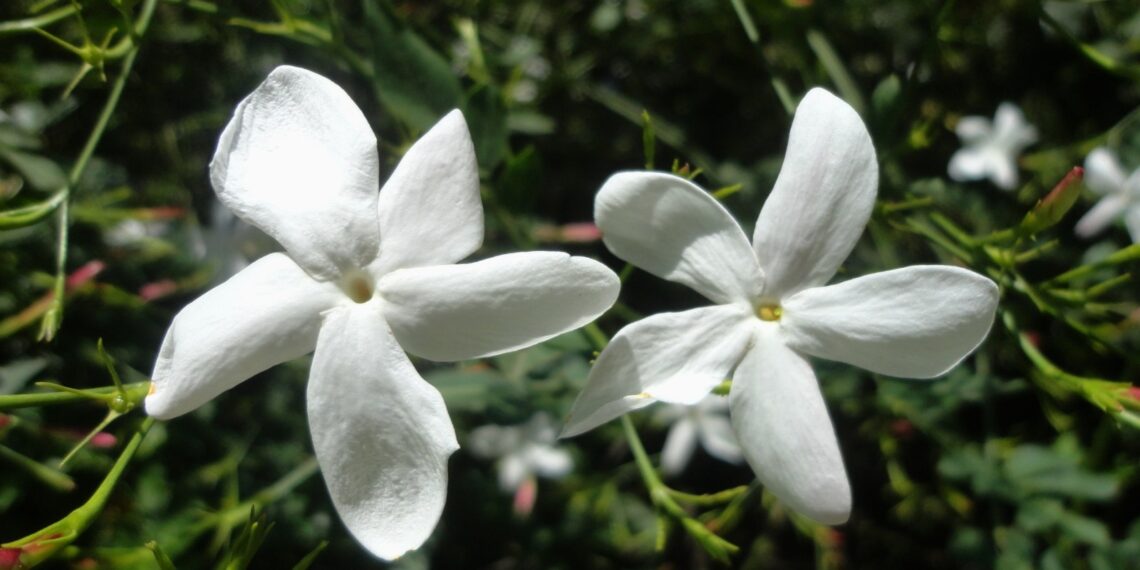 3 Tanaman Hias: Keindahan yang Mengharumkan Halaman Rumah