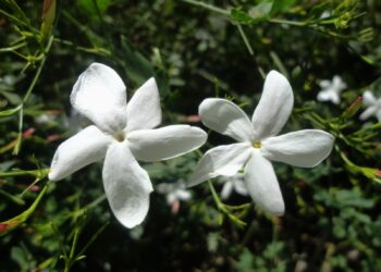 3 Tanaman Hias: Keindahan yang Mengharumkan Halaman Rumah