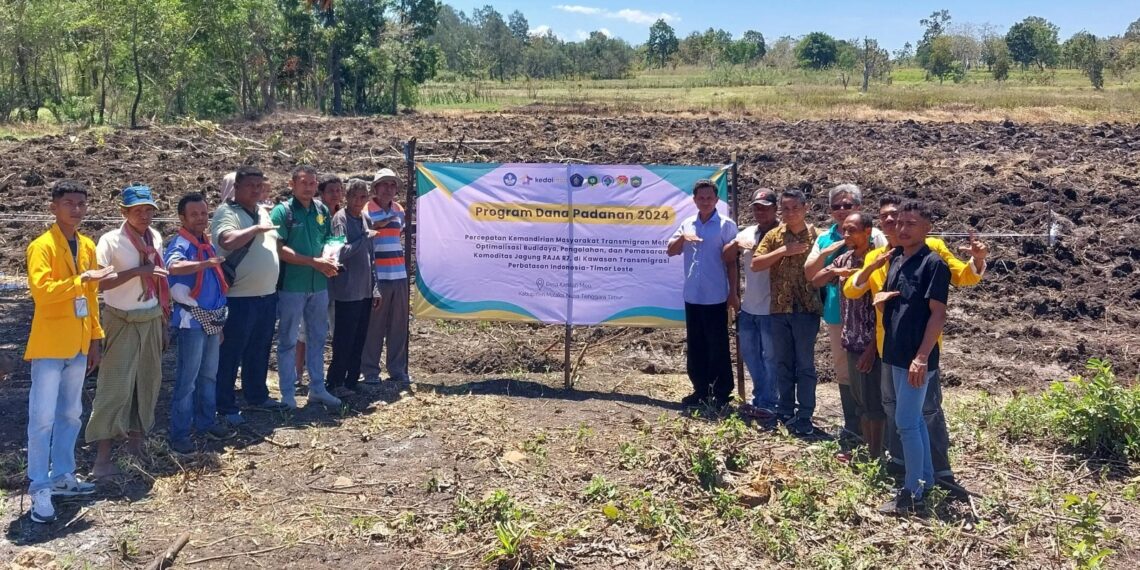 Dosen FP UB Optimalisasi Budidaya Jagung Raja R7 di NTT