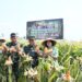 Dukung Ketahanan Pangan, Danrem 083/Bdj Panen Padi dan Jagung di Turen