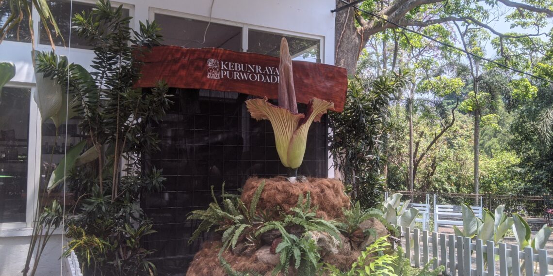 Bunga Bangkai Amorphophallus Titanum Tumbuh Mekar di Kebun Raya Purwodadi