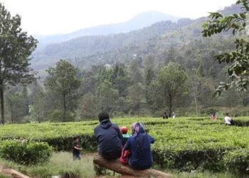 Healing di Alam: Cara Alami Pulihkan Kesehatan Mental