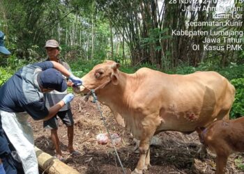 PMK Sapi Terdeteksi di Lumajang, Pakar UB Ingatkan Pentingnya Biosecurity