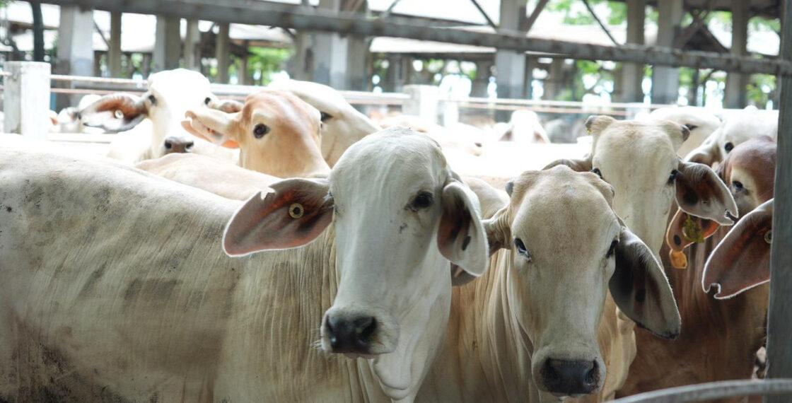 200 Ribu Sapi Perah Impor Jawab Kebutuhan Program Gizi Nasional