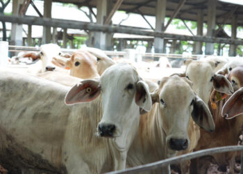 200 Ribu Sapi Perah Impor Jawab Kebutuhan Program Gizi Nasional