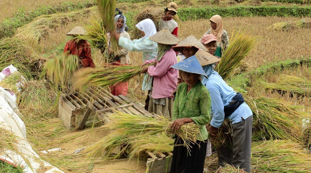 Bantuan Pangan Beras Dihentikan Sementara Saat Panen Raya