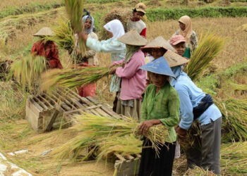 Bantuan Pangan Beras Dihentikan Sementara Saat Panen Raya