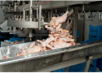 Rumah Potong Ayam, Kunci Penuhi Kebutuhan Halal Lokal