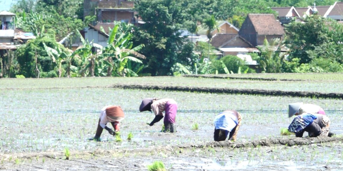 Walikota Malang Pacu Ketahanan Pangan Bersama Kelompok Tani Kebonsari