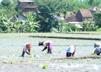Walikota Malang Pacu Ketahanan Pangan Bersama Kelompok Tani Kebonsari
