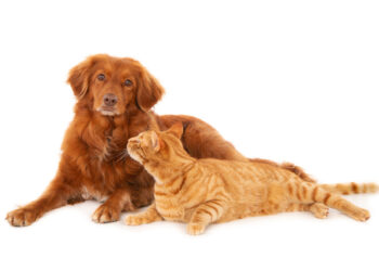 Diabetes Ancam Anjing-Kucing, Waspadai Tandanya!