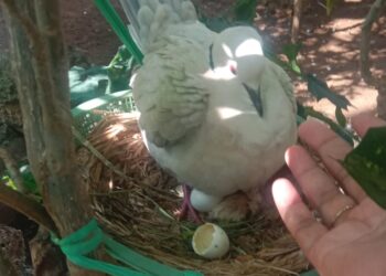 Koleksi Burung Puter Fapet UB Bertambah