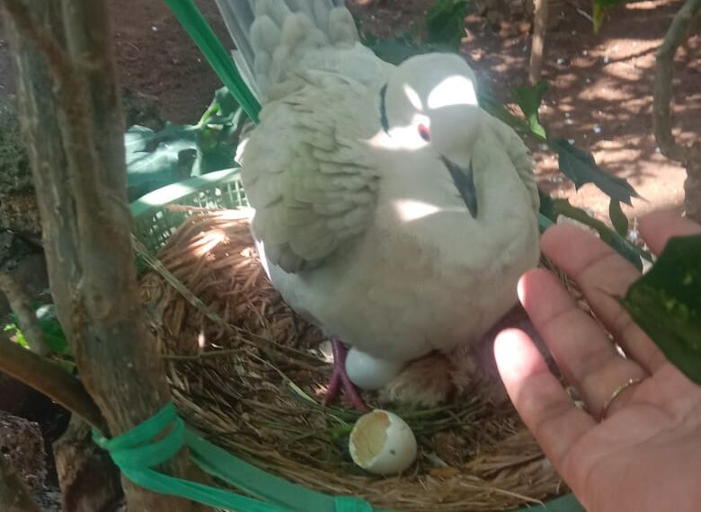 Koleksi Burung Puter Fapet UB Bertambah