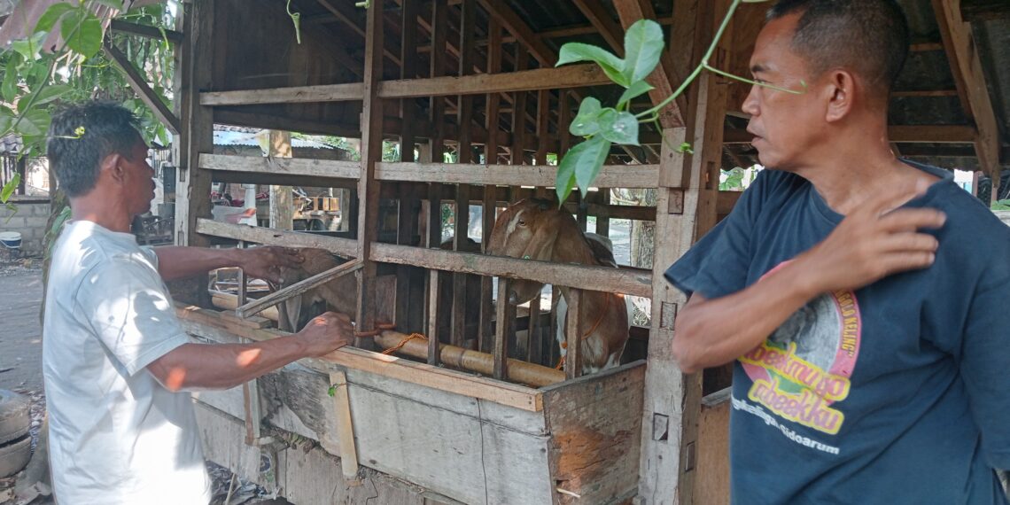 Bagi Ilmu Pakan Ternak untuk Perbanyak Teman dan Rejeki