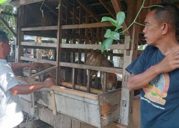 Bagi Ilmu Pakan Ternak untuk Perbanyak Teman dan Rejeki