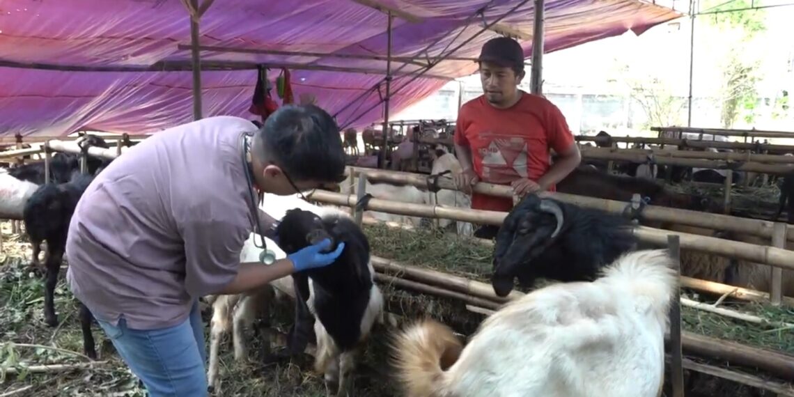 Jelang Idul Adha, Kesehatan Hewan Kurban di Kota Malang Diperiksa Ketat