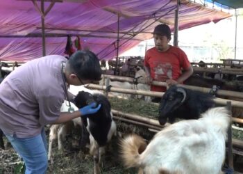 Jelang Idul Adha, Kesehatan Hewan Kurban di Kota Malang Diperiksa Ketat