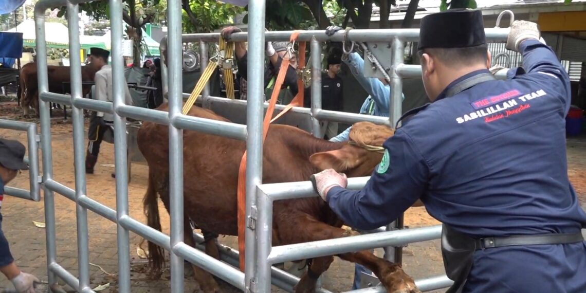 Sabilillah Sembelih 45 Hewan Kurban Syari dan Sehat