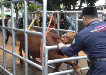 Sabilillah Sembelih 45 Hewan Kurban Syari dan Sehat