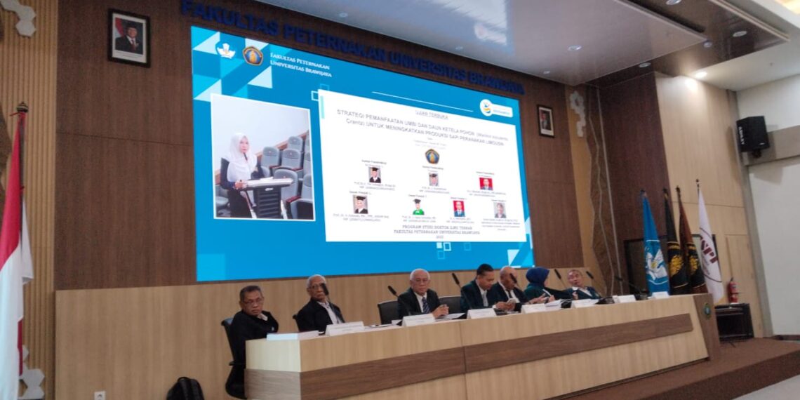 Disertasi FAPET UB: Silase Ketela Dorong Produksi Sapi Limosin