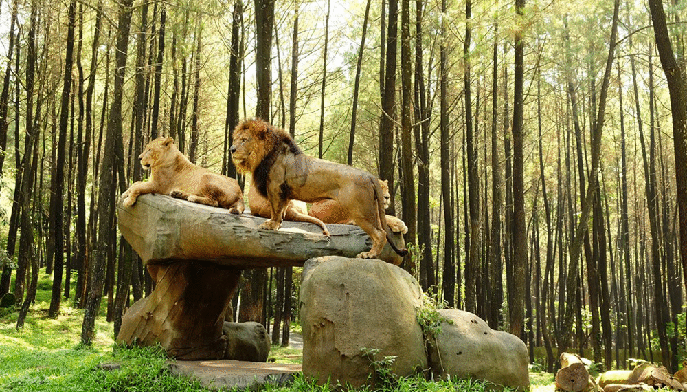 Empat Wisata Kebun Binatang Seru di Malang