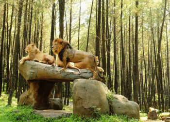 Empat Wisata Kebun Binatang Seru di Malang